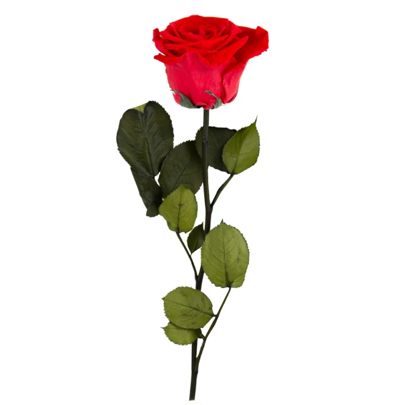 Czerwona róża Rose S