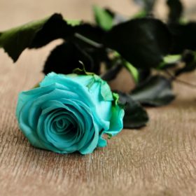 RoseBelle nie pozwoli o Tobie zapomnieć