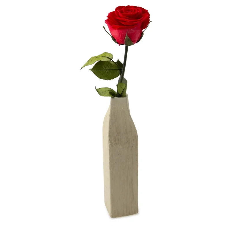Vase Squer L czerwona róża w wazonie