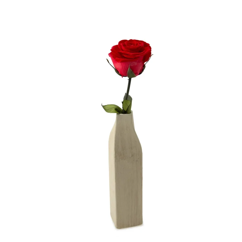 Vase Square S czerwona róża w wazonie