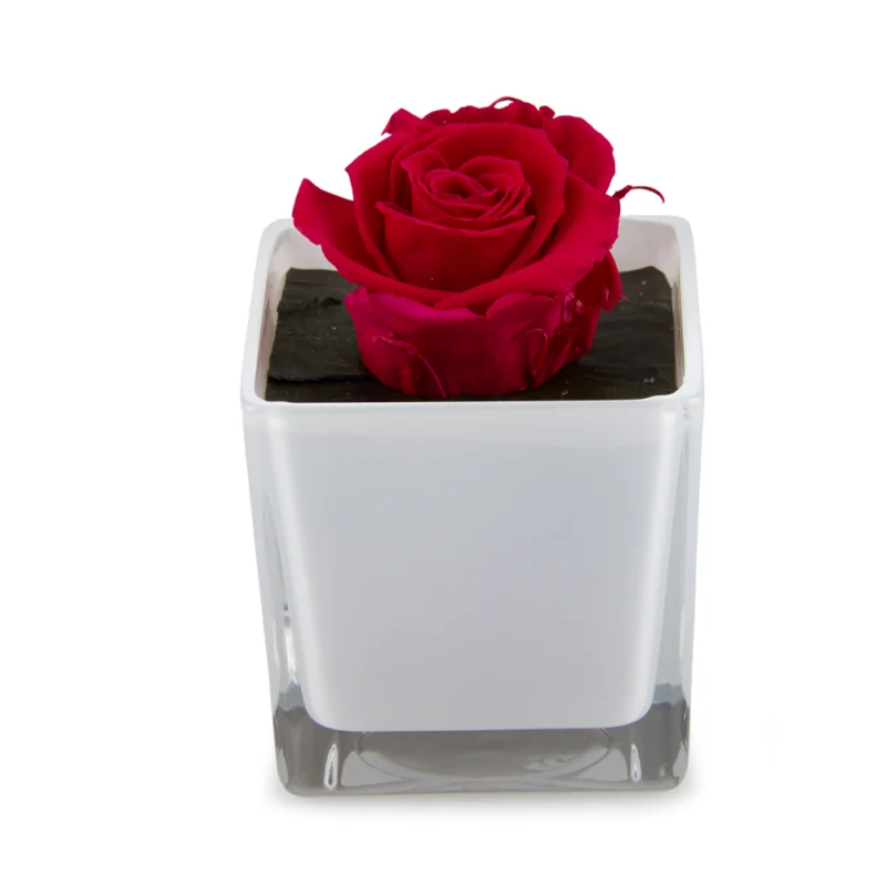 Floral Glass Pot ciemnoróżowa róża w białym szklanym wazonie