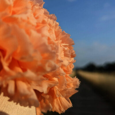 kwiaty na dzień nauczyciela