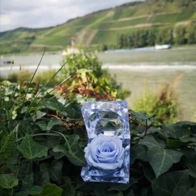 wakacje z rose belle