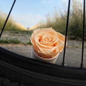 wakacje z rose belle