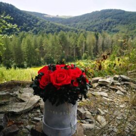 wakacje z rose belle