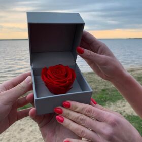 wakacje z rose belle