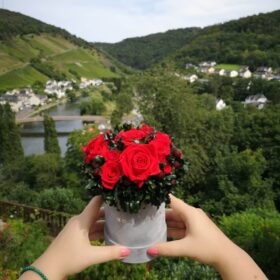 wakacje z rose belle